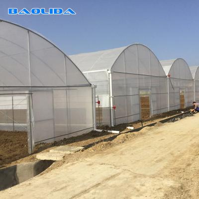 Agricultural Commercial Industrial Plastic Multi Span Greenhouse For Tomato Planting