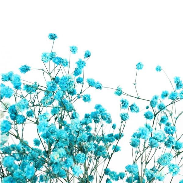 Flores secadas bonitas eternas Babysbreath para a decoração do jardim