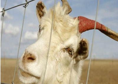 Electric Galvanized Goat Wire Fencing Panels For Farm Animals , Eco Friendly