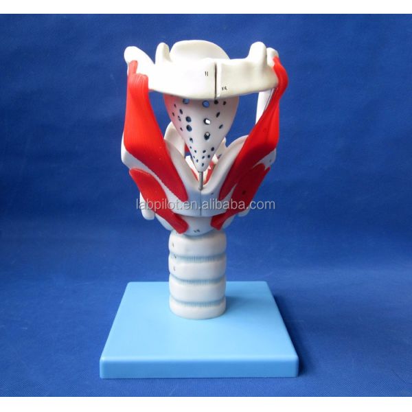 Human Life Size Advanced Larynx Structure and Function Model for Medical Demonstration