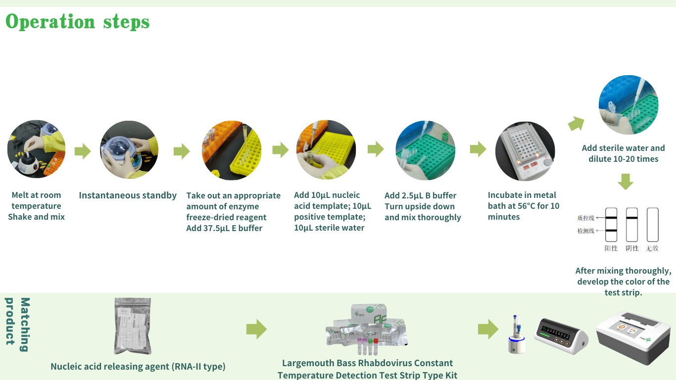 Overall solution for thermostatic detection of largemouth bass rhabdovirus