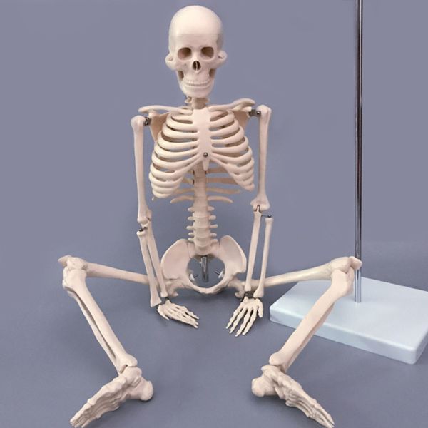 Human simulation PVC skeleton model 180cm on medical anatomy model