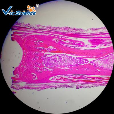 50 Pcs Histology Microscope Slides Histology Microscope Teaching Glass Slides Set