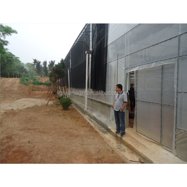 Small Column Reinforced Rod Wind Resistant Vent Window Rain Gutter Single PE Multi Span Film Greenhouse for Vegetable Flower