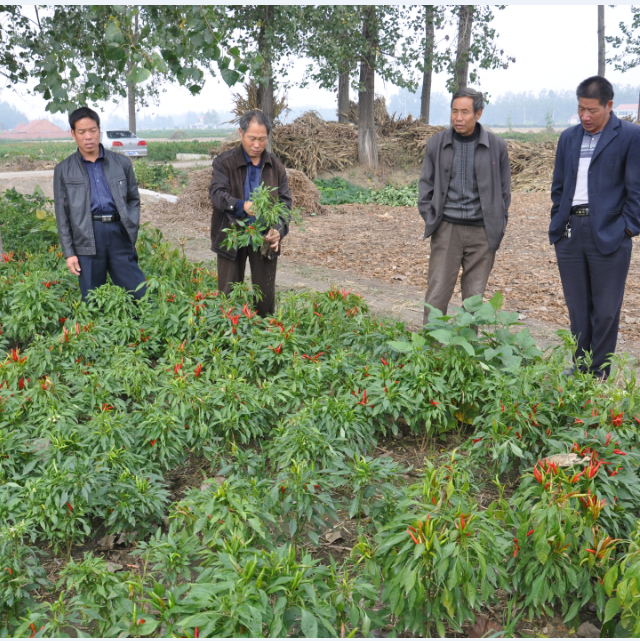 Трав перца Чили Guajillo ОБЪЯВЛЕНИЯ паприка сухих пряных одиночных сладкая со стержнем