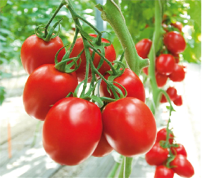 Gutter Growing System Commercial Tomato Greenhouse With Steel Structure