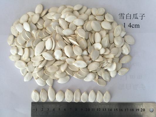 Snow White 99% Purity Pumpkin Seed Pumpkin Seeds Also Have Certain Effect On Gout