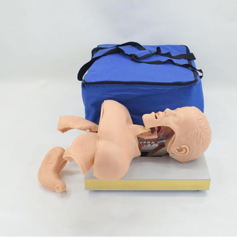 Medical Anatomy Human Airway Training Manikin Model Advanced Trachea Intubation Simulation