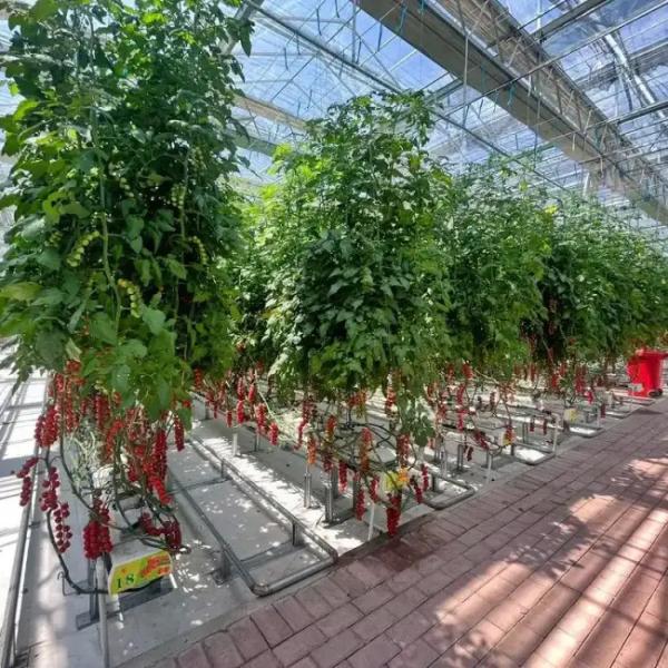 Energy-Saving Smart PC Sheet Venlo Tomato Greenhouse