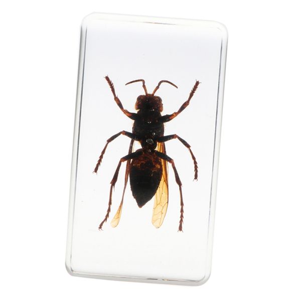 Insect Specimen Resin Paperweight Biology Anatomy Education Teaching Tool Educational Toy