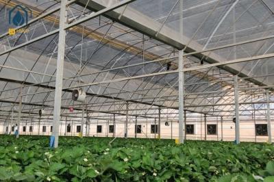 Multi Span Plastic Film Greenhouse Vegetables Fruits Flowers Hydroponic System Greenhouse