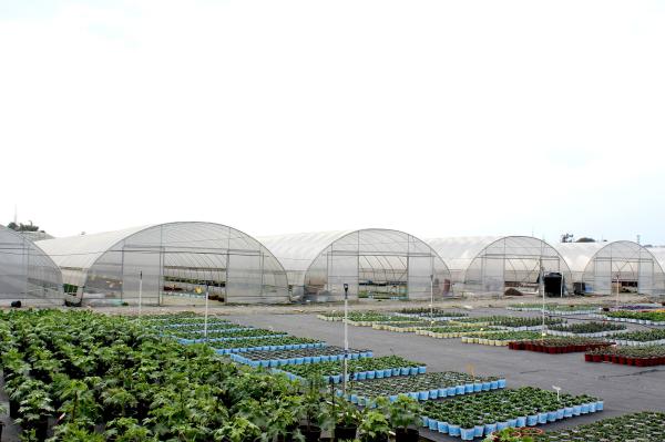 Filtro de plástico PE Resistente ao vento Poli Túnel Tomate Estufas Para Venda