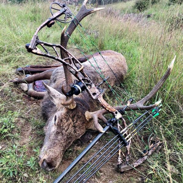 Id .165/.204/.246 /Id .165/.315 target,3d/indoor Arrows 100% Pure Carbon Hunting Carbon Arrows