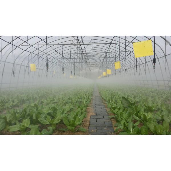 Farm Tunnel Polyethylene Film Greenhouse / Clear Plastic Greenhouse For Various Vegetables