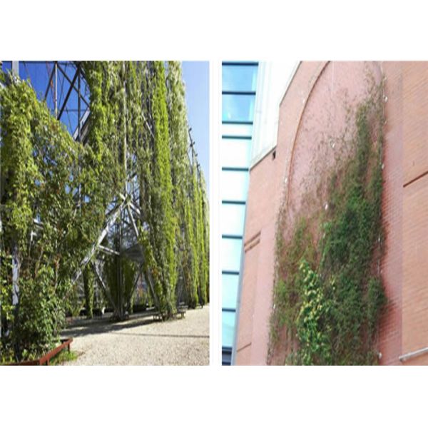 60 мм * 60 мм отверстие из нержавеющей стали веревки сетки зеленая стена для озеленения