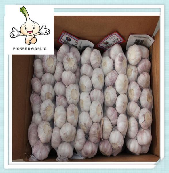 Fresh natural pure white garlic Normal white garlic/shandong jinxiang Garlic