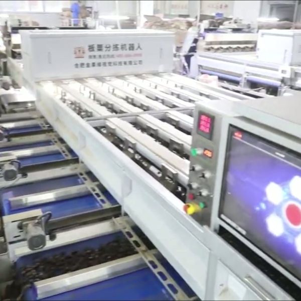 Labor Saving 3.3 Tons per Hour Chestnut Sorting Machine with Deep learning Technology: Efficient, Labor-Saving, Doubled Benefits