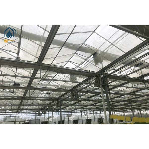 Tempered Glass Greenhouse Hot Galvanized Steel Tube Greenhouse 8m 9.6m 12m Span Width
