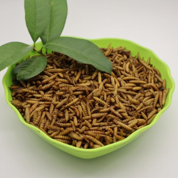 B2B Buyers Delight Nutritious Black Soldier Fly Meal from
