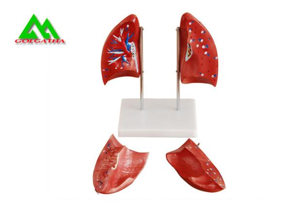 Professional Medical Teaching Models Human 3D Lung Model Natural Size