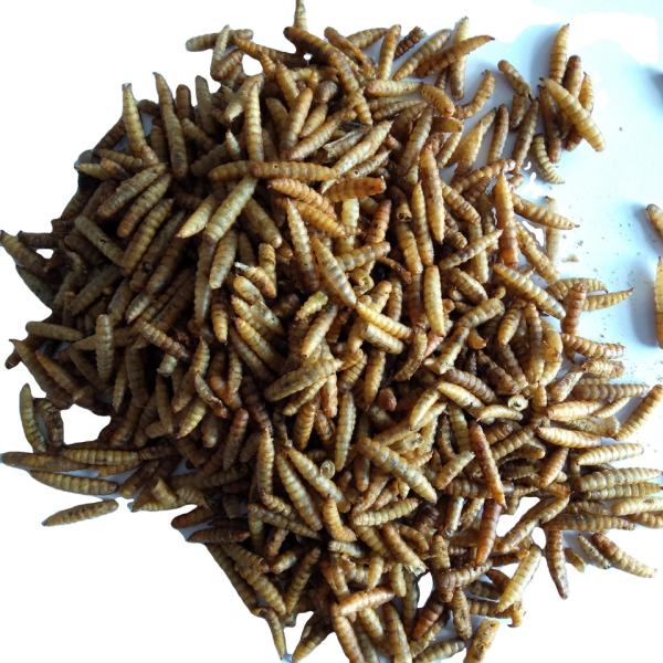 Brown High Protein Black Soldier Fly Powder