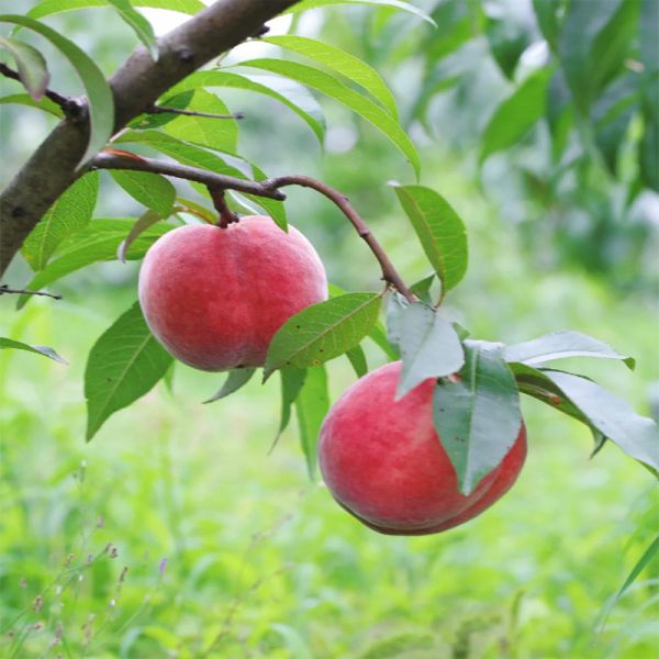 High Concentrated Fragrance Oils with Peach Flavors Fruity Aromatherpy Essence Oil