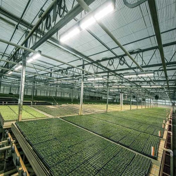 A Frame Outdoor Irrigation Agricultural Solar Powered Greenhouse