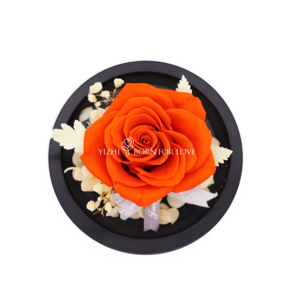 Beautiful Colorful Gifts Preserved Flower Glass Dome Indor Decoration