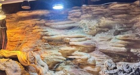 Water Resistant Reptile Tank Background Eco Friendly And Easy Maintenance
