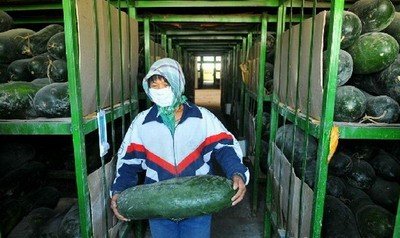Equipement de réfrigération de chambre de congélation pour les fruits et légumes