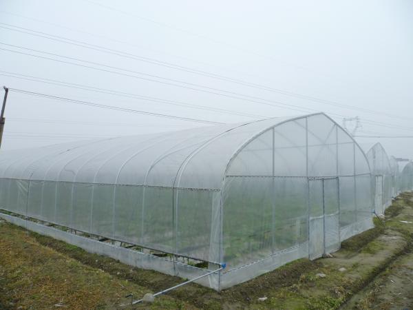 Shoulder Height 2.5m Agricultural Greenhouse 275gsm Zinc Coating Plastic Film Greenhouse