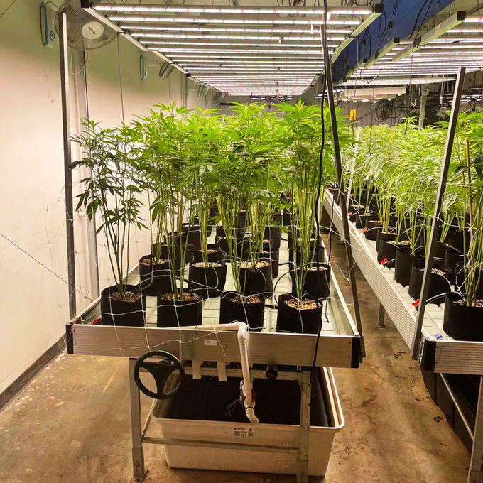 Суды 70kg парника Seedbed конопли 4*4ft свертывая к нагрузке 200kg