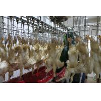 Équipement de l'abattage de volailles de poulets de chair professionnel