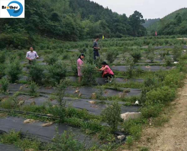 5 Ounce Weed Barrier Control Fabric Ground Cover Membrane Professional Woven and Non-Woven Landscape