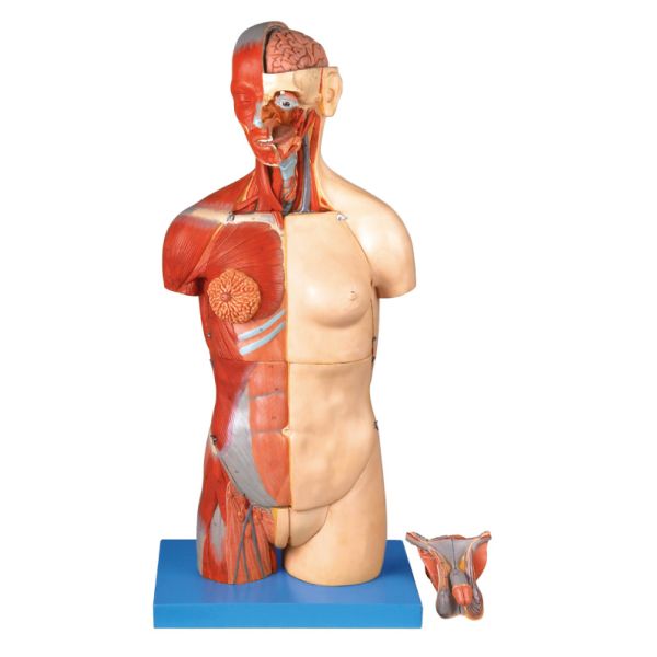 32 parts dual sex torso Human Anatomy Model 85cm Internal orangs with open back