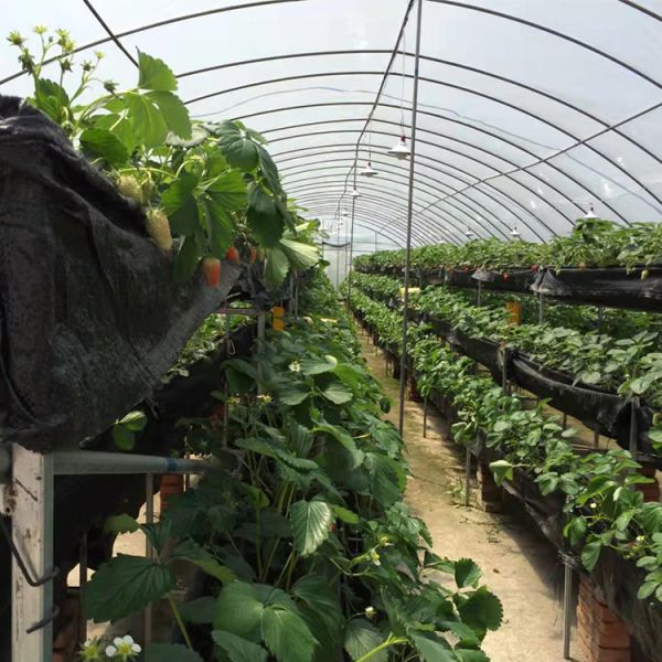 Гальванизированный парник фильма полиэтилена парника тоннеля PE стальной структуры пластиковый