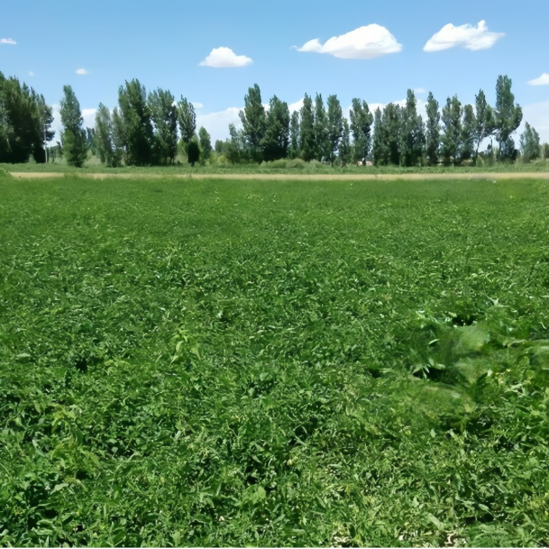 Sala Oblong Determinate Hybrid Tomato Seeds Bacterial Resistance  T12