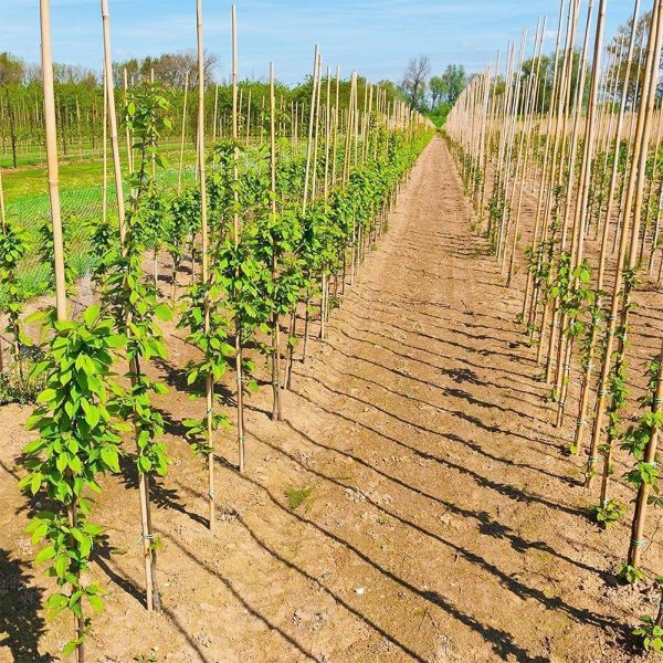 Eco Friendly Decorative Raw Bamboo Poles Dia.0.8cm x 100cm Length