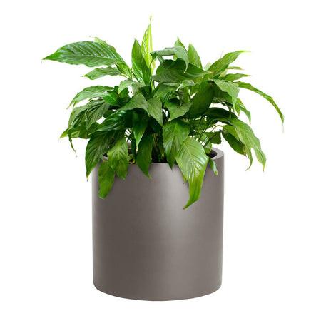 Potes de plantas de flores de fibra de vidro personalizados para plantas de interior