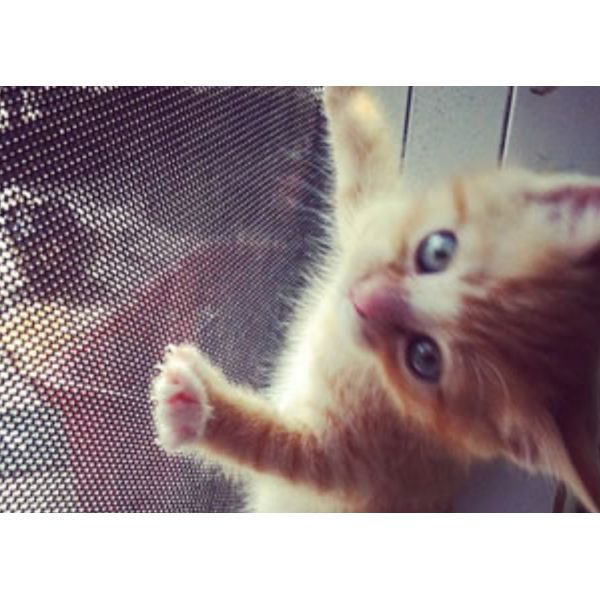 365-370g/M2ガラス繊維 ペット証拠の窓スクリーンのビニールは塗った