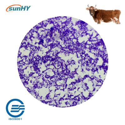 Compound Type 21 Billion Cfu/G Probiotics For Farm Animal ISO 9001
