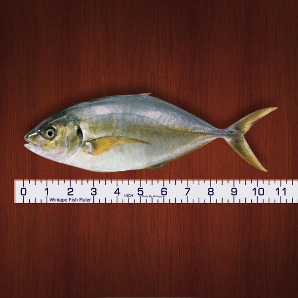 Wintape polegadas de fita adesiva impermeável com grande marcação para medir o tamanho do peixe