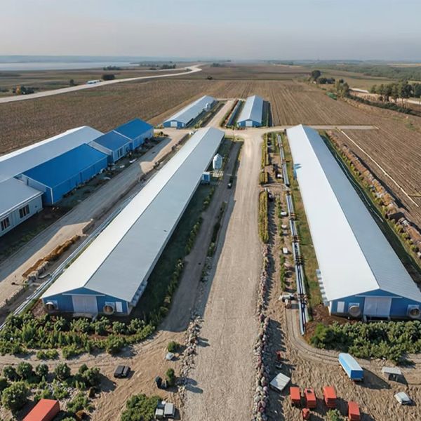 Prefab Steel Structure Low Cost Commercial Chicken House Complete Poultry Farm Shed for Chicken Raising