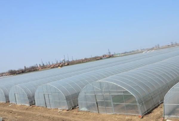 Sistema de estufa de panela única dos EUA para o cultivo de vegetais e flores 30 dias reembolso
