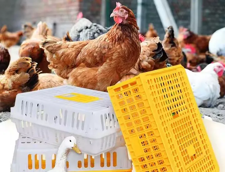 Heavy Duty Plastic Poultry Transport Crate Customizable Colors Sizes For Secure Delivery