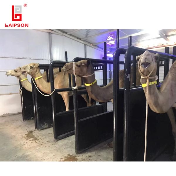 лазер 590mm напечатал ожерелье диапазона шеи бирки шеи для фермы козы овец икры