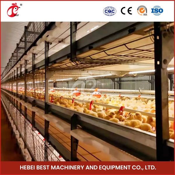 A And H Type Broiler Battery Chicken Cage For 45 Days Broilers Emily