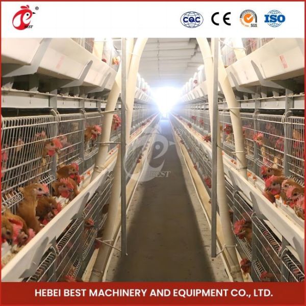 Automatic breeding Automatic Broiler Chicken Cage Rose