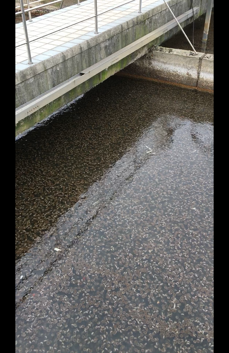 Средства массовой информации фильтра для завода по обработке нечистот, пластиковые био средства массовой информации Hdpe MBBR аквакультуры