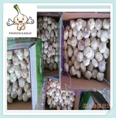 Chinese Wholesale Good Price Fresh Normal White&Pure White Garlic
